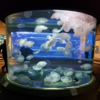 Moon jellies floating in a blue tank. Many of them are clustered together in one corner
