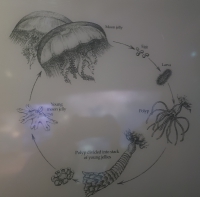 Diagram of the moon jelly life cycle