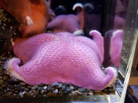 A very soft-looking starfish