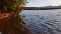 Photo of ducks on lake