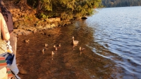 Photo of ducks on lake
