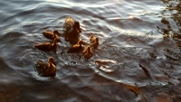 Photo of ducks
