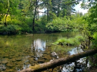 A serene, green photo of a forested creek in summertime